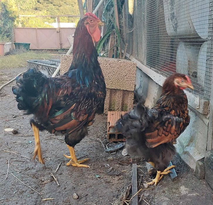 Galo e galinhas para mudar de capoeira
