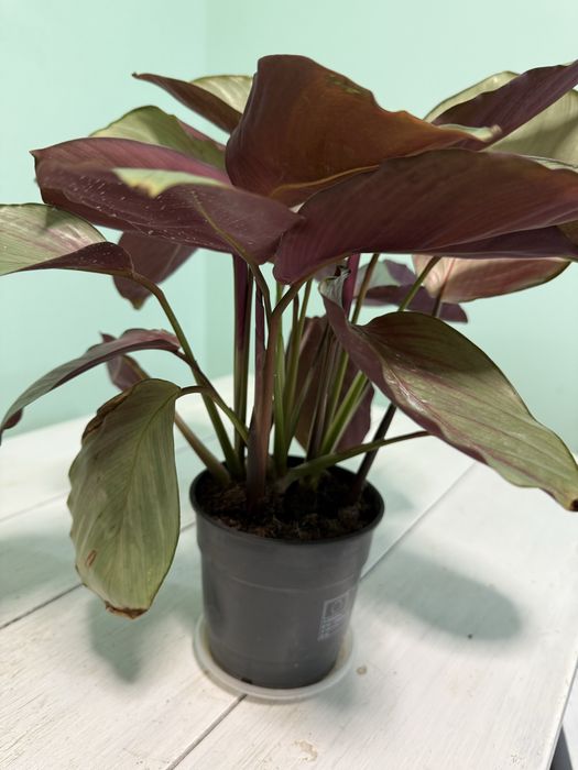 Калатея Сильвер Плейт