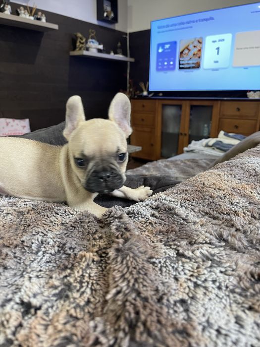 Bulldogue frances