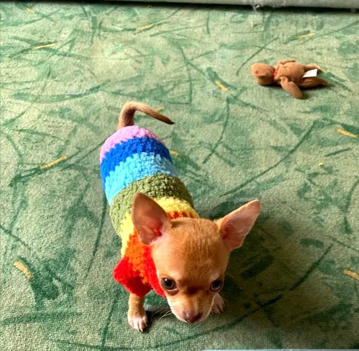 Одежда для кошек, котят, собак,сфинксов,кота, одяг для тварин на заказ