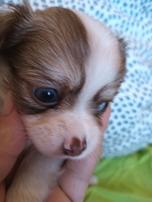 Chihuahua  macho