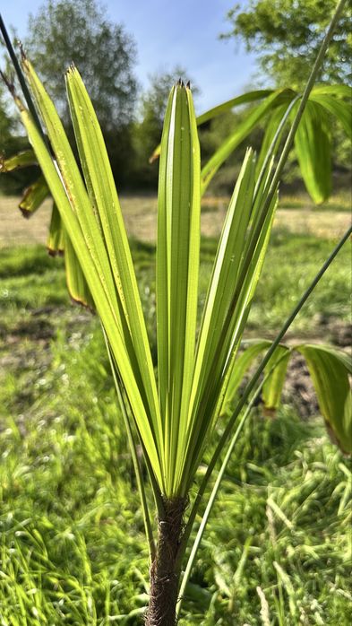 Palmeira Rhapis excelsa- palmeira-ráfis