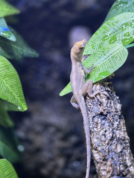 anolisy sagrei (anolis brunatny)