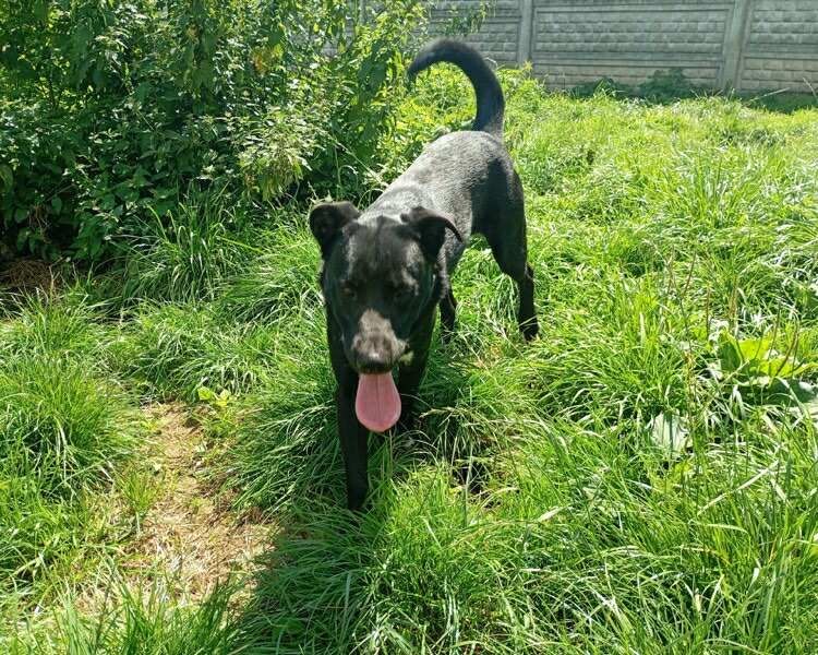 Oddam za darmo, do adopcji- Uroczy Ogonek szuka domu