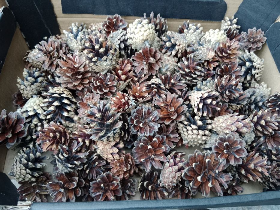 Szyszki sosny 1 kg ok 150 szt