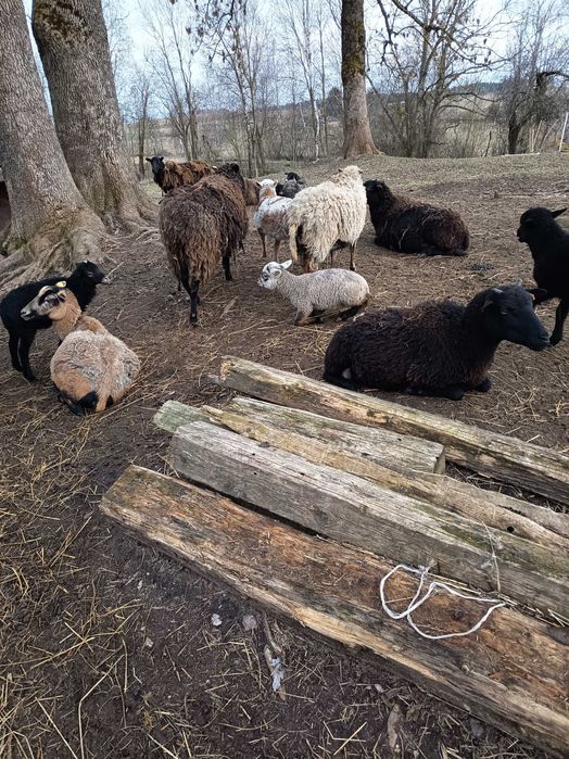 Sprzedam owce już z małymi