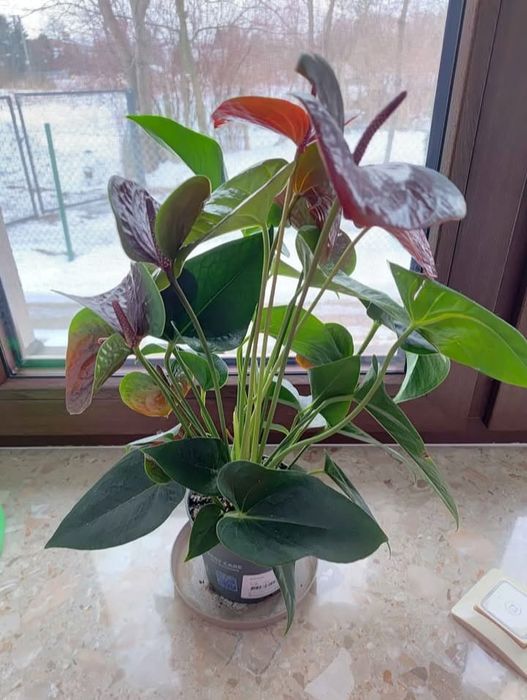 Квітучий Антуріум рожевий