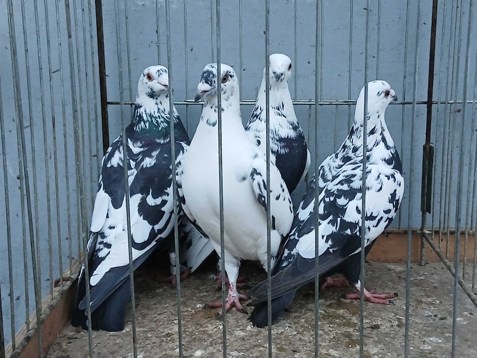 Mulemans tygrys mulemansy tygrysy gołąb gołębie