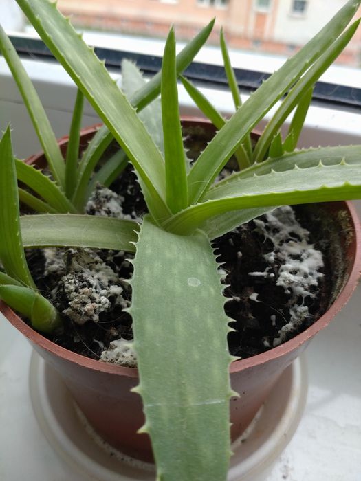 aloes tygrysi - Artykuy ogrodowe w dobrej cenie
