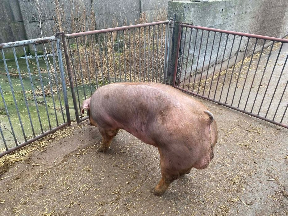 Knurki rasy Pietrain x Duroc
