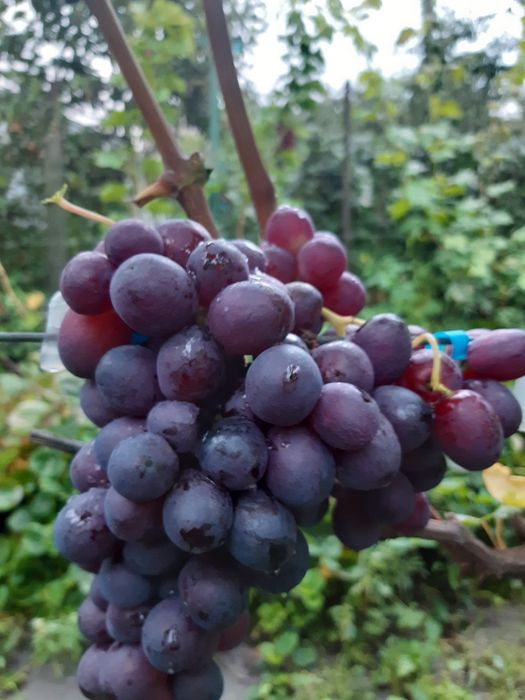 Саджанці винограду