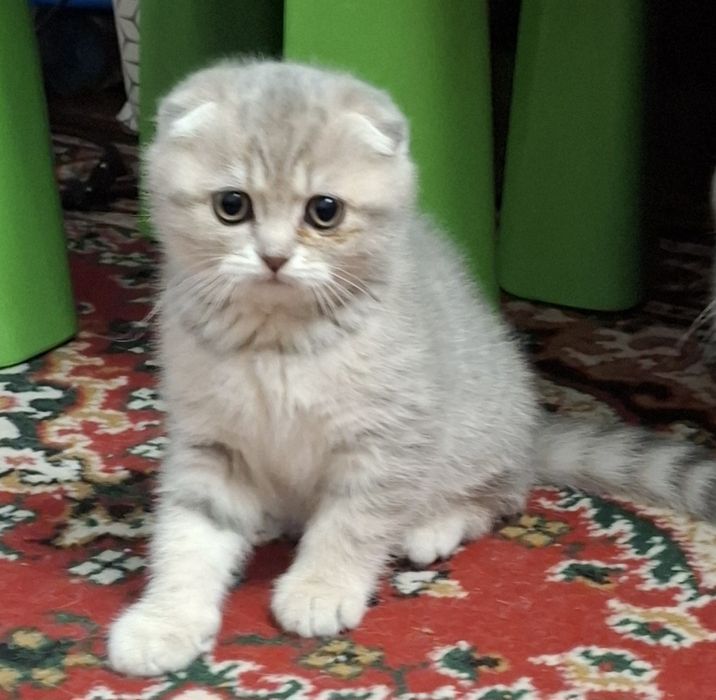 Шотландське кошеня