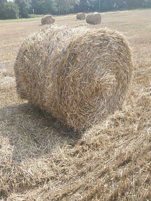 Sprzedaż belki slomy