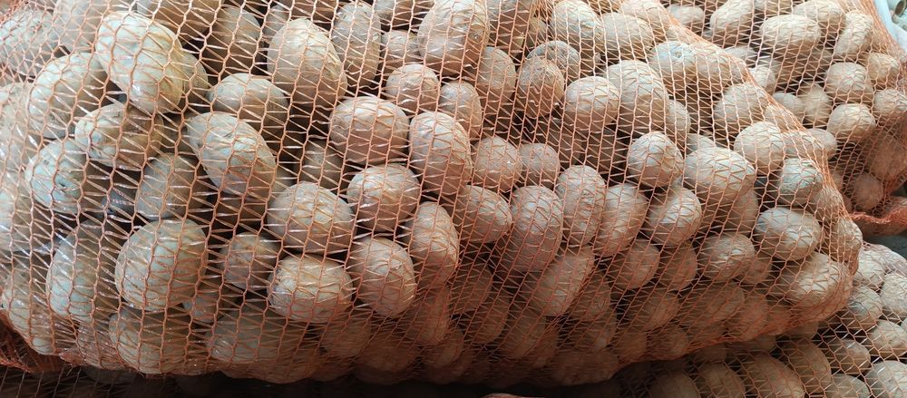 Ziemniaki wielkości Sadzeniaka  Red Sonia  ,Belaroza, Soraya.