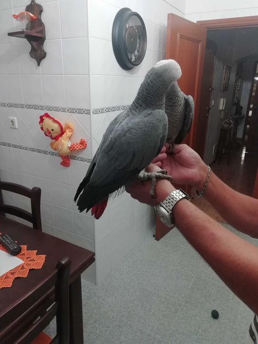 Papagaios Cinzentos de Cauda Vermelha