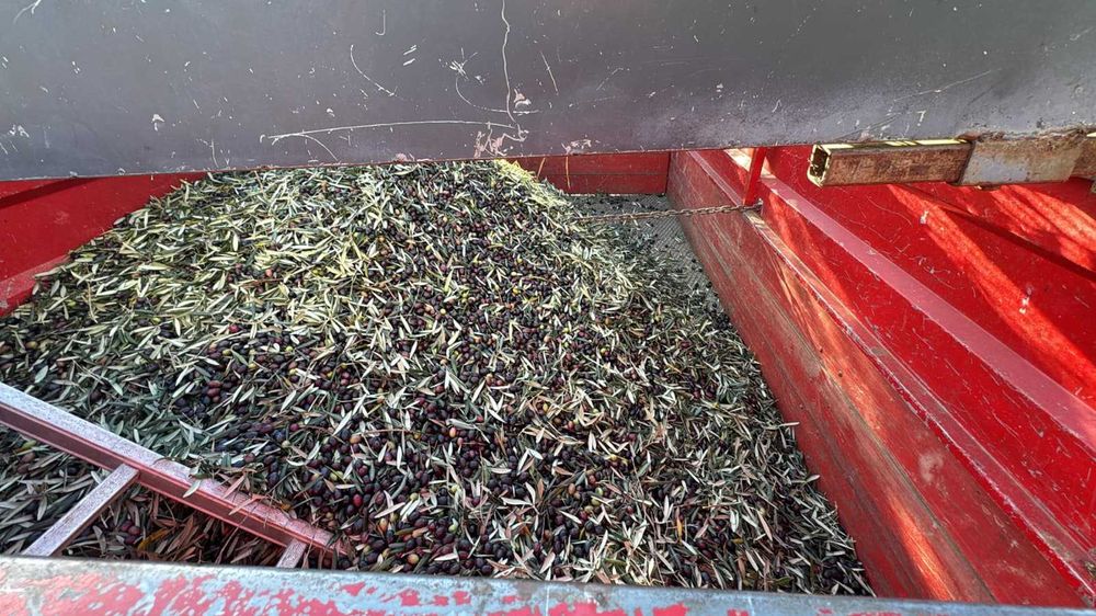 Garrafão azeite extravirgem 2litros