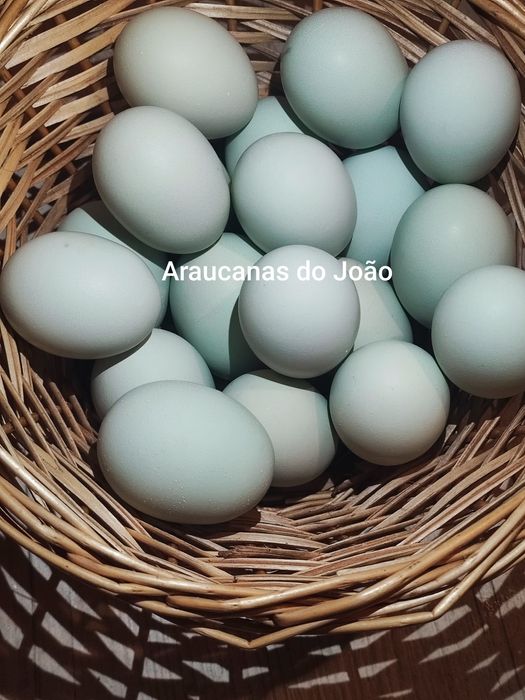 Ovos galados de Araucana (ovos azuis)