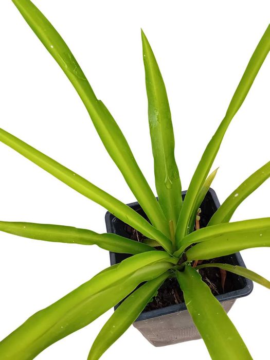 Planta aranha Chlorophytum Comosum