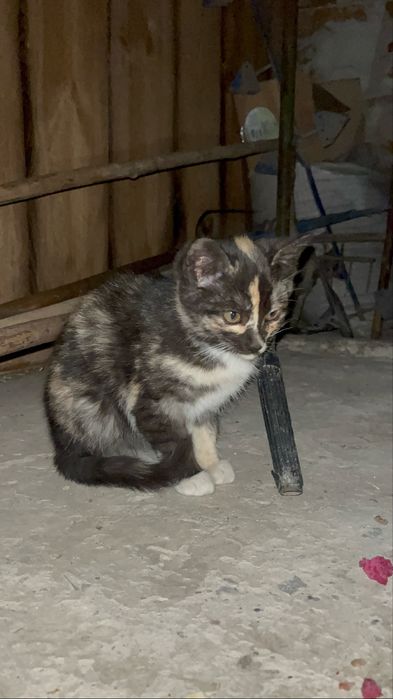 Віддам в добрі руки