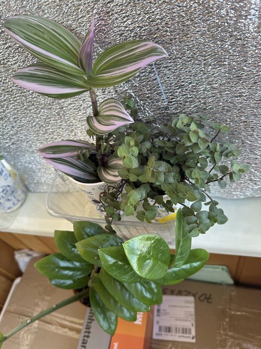 Традесканція нанук, каллізія, заміокулькас