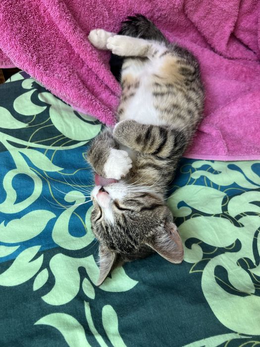 Małe kotki do adopcji