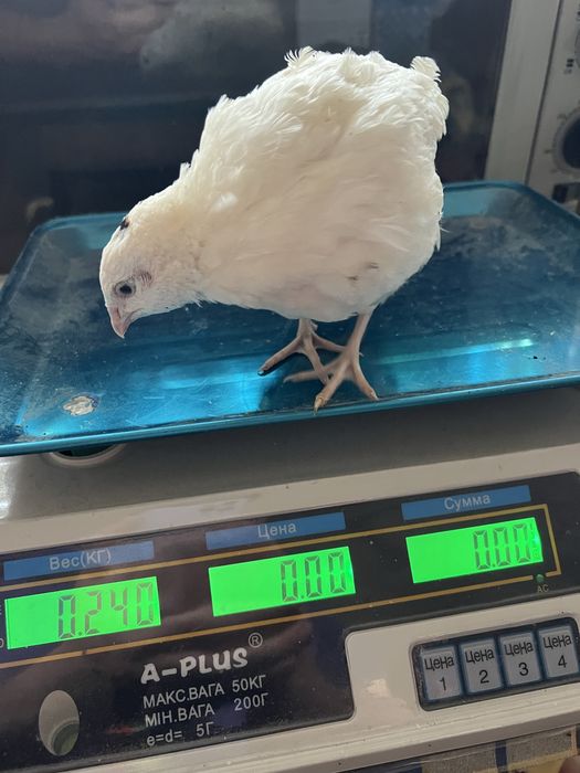 Перепілка перепел