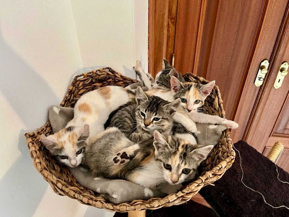 Petsitter na Bendada