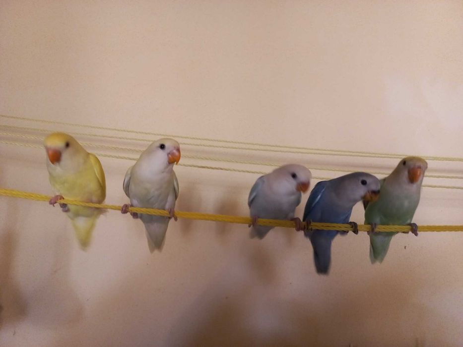 Agarponis domesticados 2025