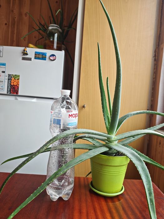 Алое чотирирічний