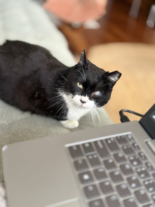 Gata adulta - para adoção responsavel