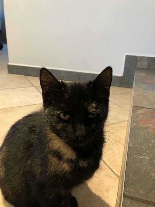 Oddam koty w troskliwe ręce