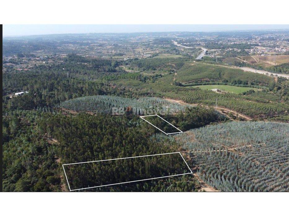 5 Terrenos de Eucaliptal - Carril, Tomar — Serra E Junceira, Santarém
