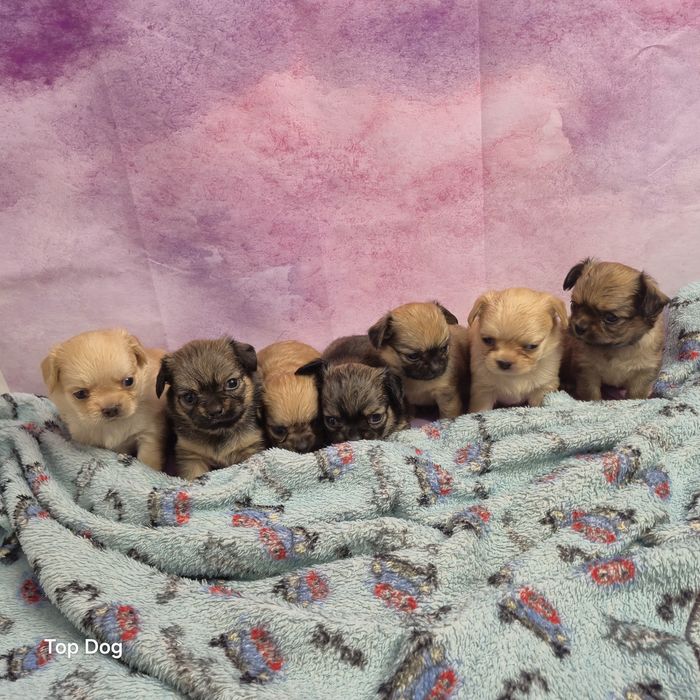 Chihuahua dziewczynka FCI