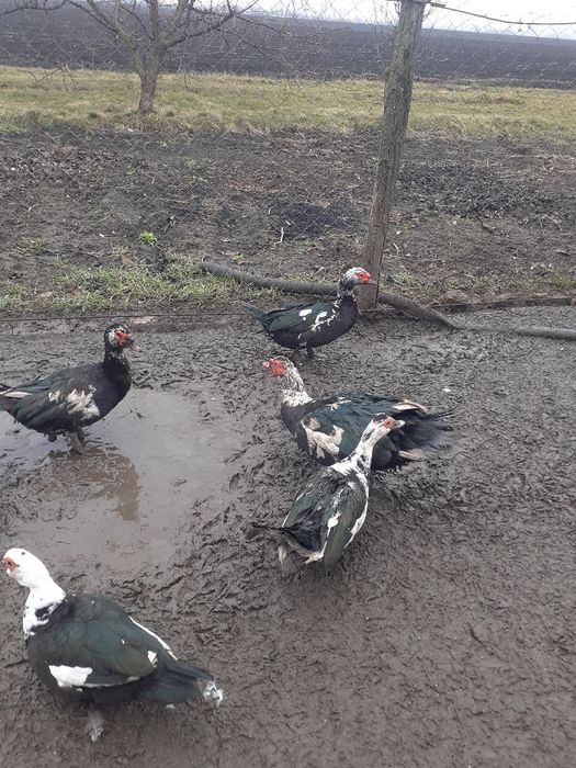 Продам утят шипунів