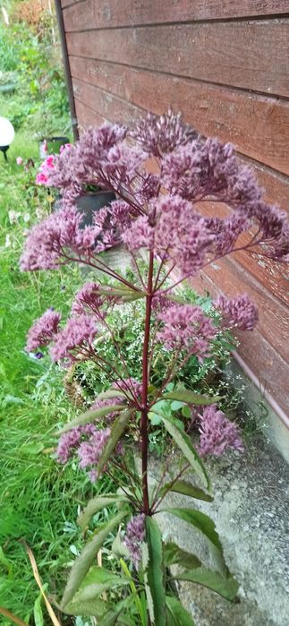 Rośliny ozdobne i krzewy