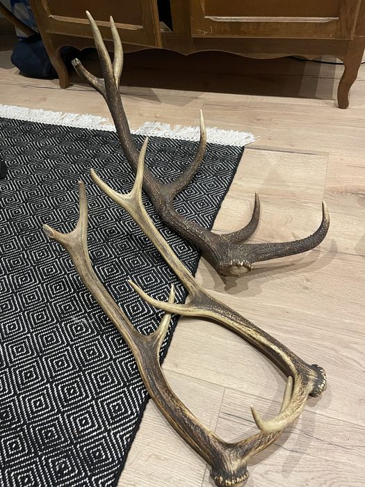 Poroże jelenia 3 sztuki 3.9kg