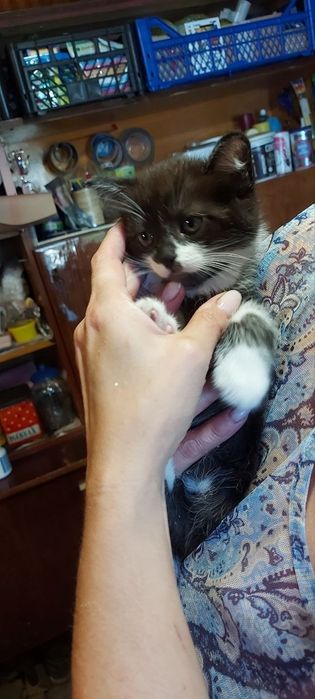 Котята британцы ищут заботливых хозяев