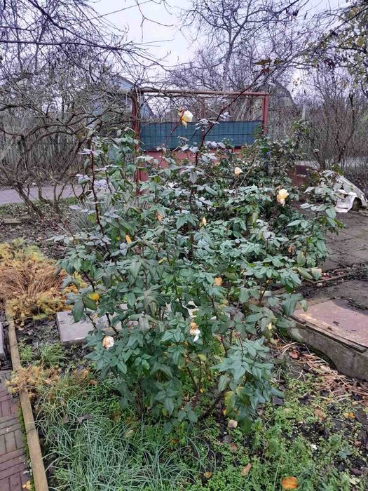 Дом  в Светлом с газом. р8