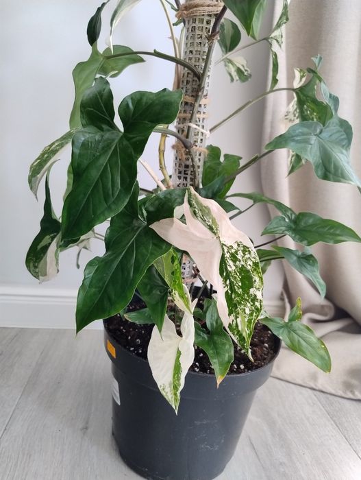 Syngonium emerald gem, 100 cm, bardzo szybko rośnie