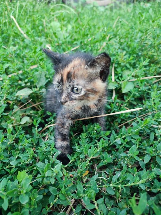 Віддамо  кошенят в гарні руки