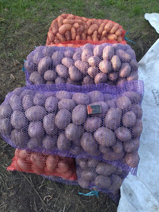 Продам картоплю власного вирощування