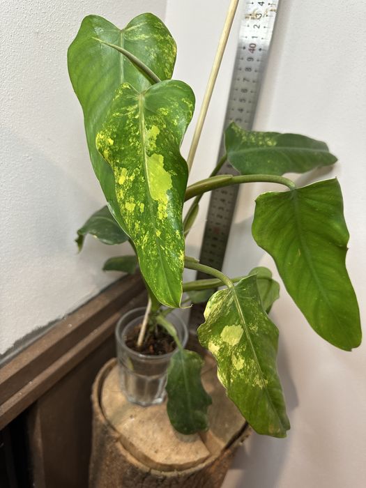 Філодендрон Philodendron  Siam Sunrise