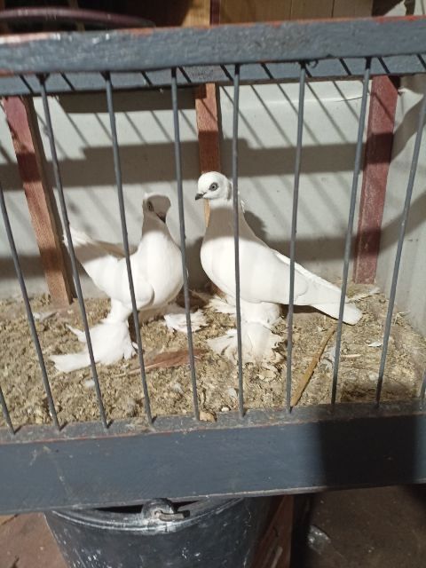 Winerki koroniate rapciate