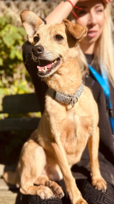 Mały, biszkoptowy piesek Figo do adopcji!