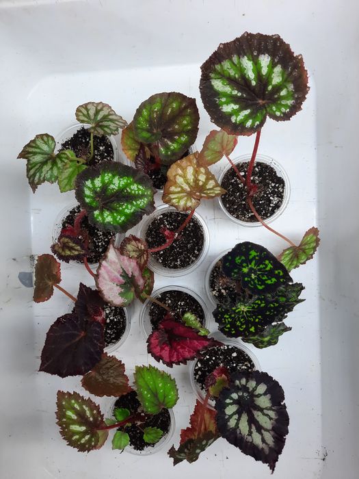 Бегонії королівські в наборі