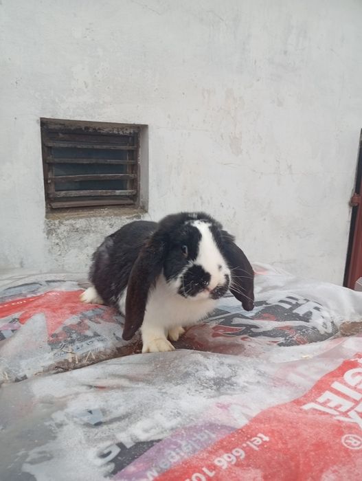 Sprzedam królika baran francuski