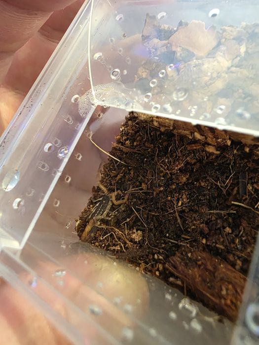 Skorpiony Centruroides bicolor L2 Wroclaw