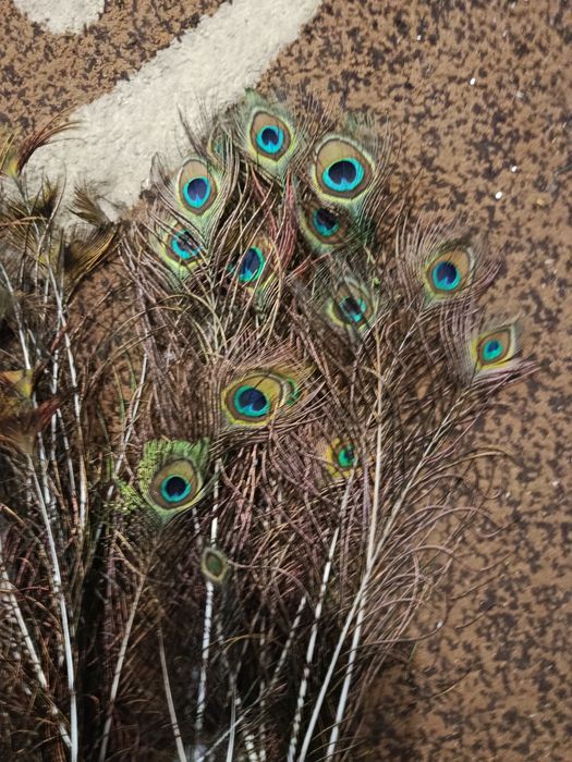 Pawie pióra naturalne