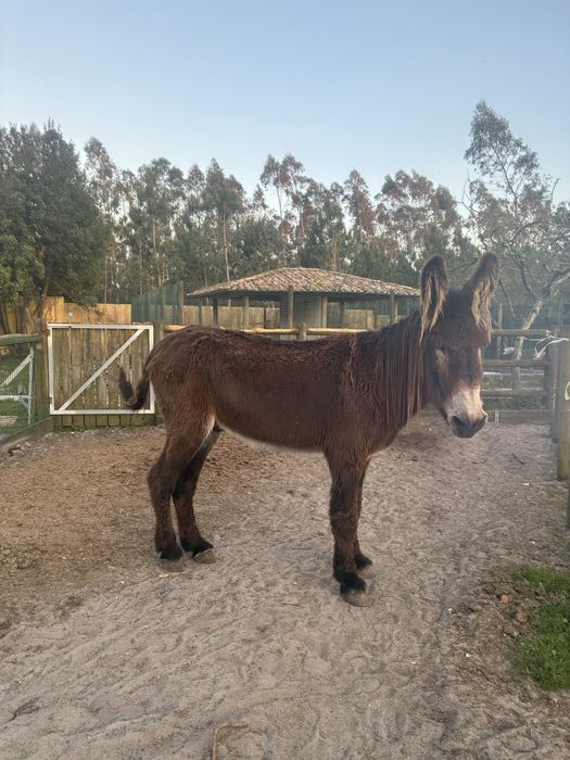 Burro Mirandês.