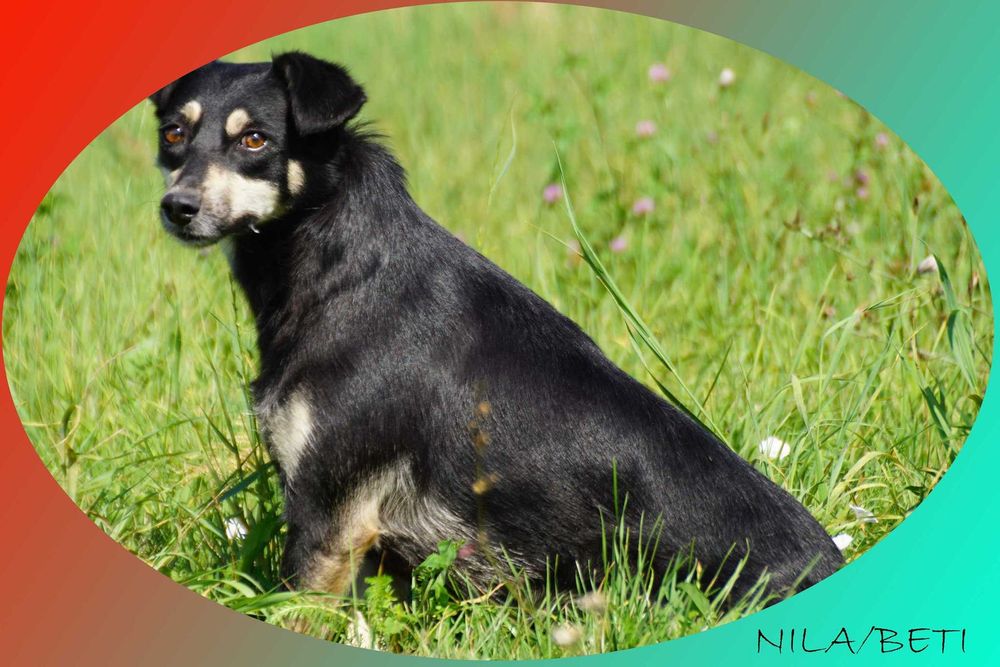 Nila - sunia ze schroniska